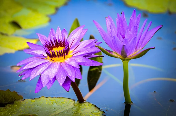 Mor lotus çiçeği — Stok fotoğraf