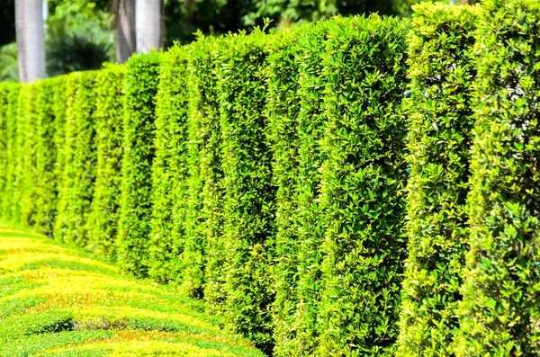 Hermosas hojas verdes sobre fondo blanco — Foto de Stock