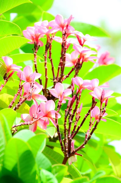 Pembe Luntom, Plumeria çiçek — Stok fotoğraf