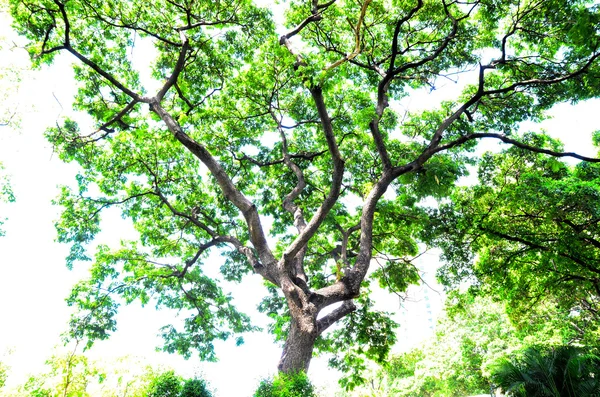 Mooie groene bladeren op witte achtergrond — Stockfoto