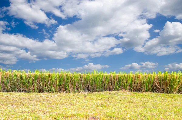 Fondo de hierba verde y cielo azul — Foto de Stock