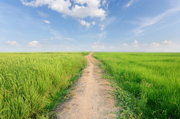 Groen veld met blauwe lucht — Stockfoto