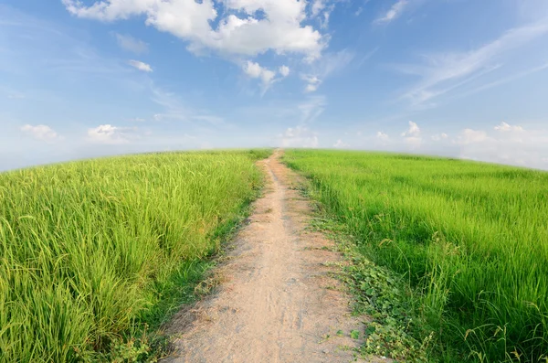 Groen veld met blauwe lucht — Stockfoto