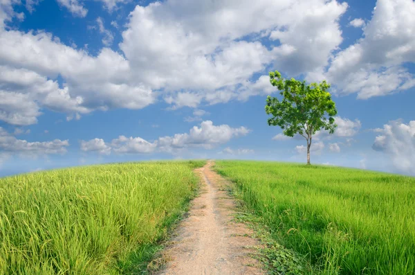 Groen veld met blauwe lucht — Stockfoto