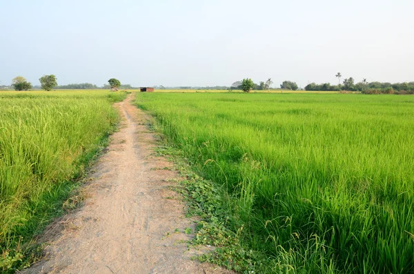 Passarela do solo no campo de arroz — Fotografia de Stock