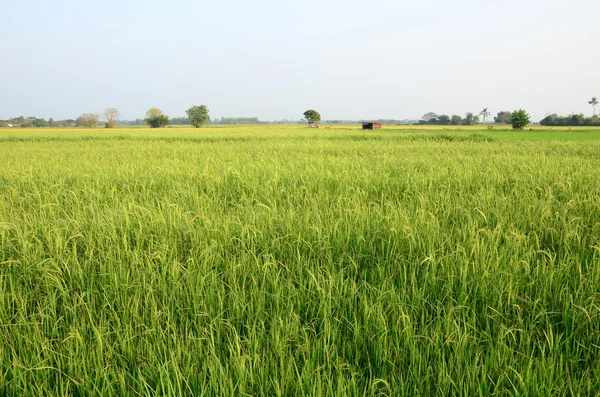 Campo de arroz verde — Foto de Stock