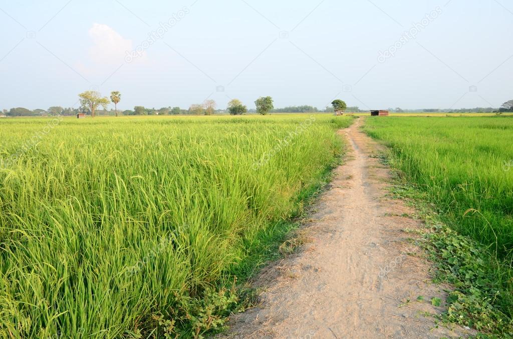 Soil walkway in rice field