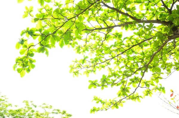 Beyaz arkaplanda güzel yeşil yapraklar — Stok fotoğraf