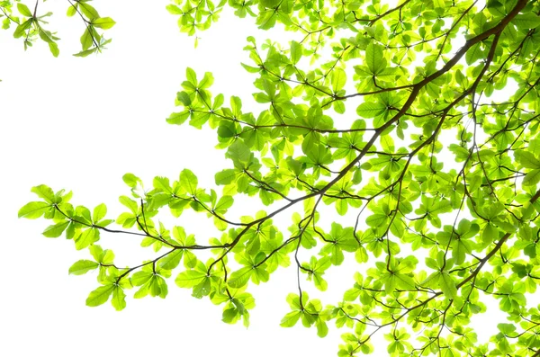 Belles feuilles vertes sur fond blanc — Photo