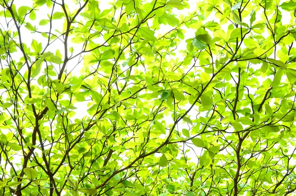 Belles feuilles vertes sur fond blanc — Photo