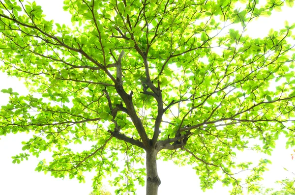 Beyaz arkaplanda güzel yeşil yapraklar