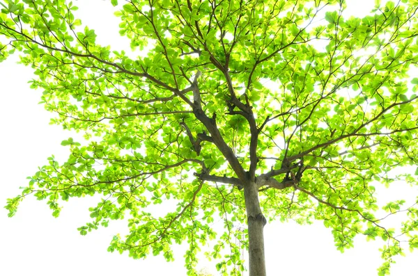 Hermosas hojas verdes sobre fondo blanco — Foto de Stock