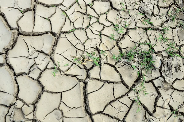 Dry crack soil — Stock Photo, Image