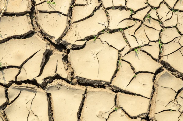 Dry crack soil — Stock Photo, Image