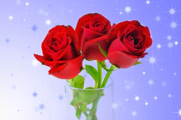 Gyönyörű vörös rózsa fehér háttér — Stock Fotó