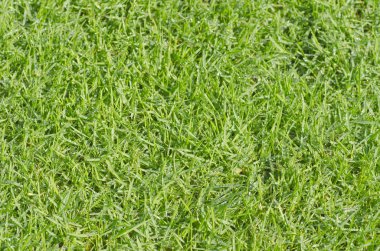 Yeşil Çimen Arkaplanı