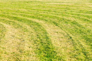 Yeşil çimen alanı arkaplanı