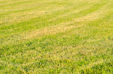 Yeşil çimen alanı arkaplanı