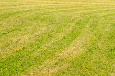 Yeşil çimen alanı arkaplanı