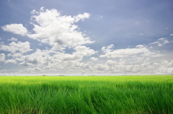 Vista del campo de campo bajo cielo nublado — Foto de Stock