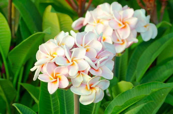 Luntom, Plumeria tree — Stock Photo, Image