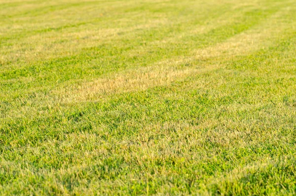 Green grass field background — Stock Photo, Image