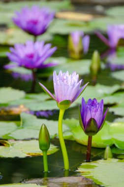 Mor lotus çiçeği