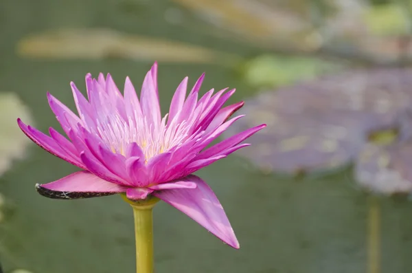 Lotus Nehri üzerinde — Stok fotoğraf