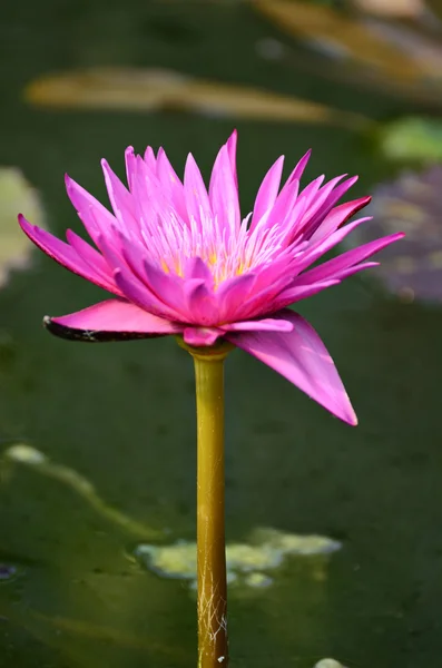 Loto en el río — Foto de Stock