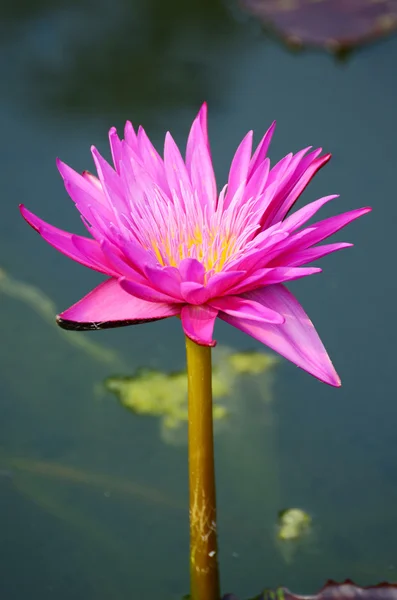 Lotus on the River — Stock Photo, Image