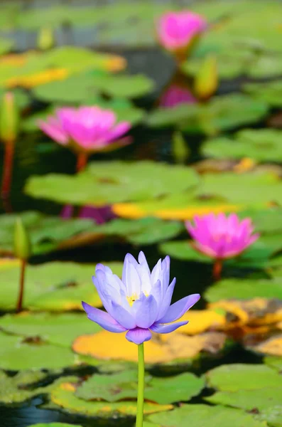 Lotus на реке — стоковое фото