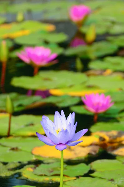 Lotus Nehri üzerinde — Stok fotoğraf