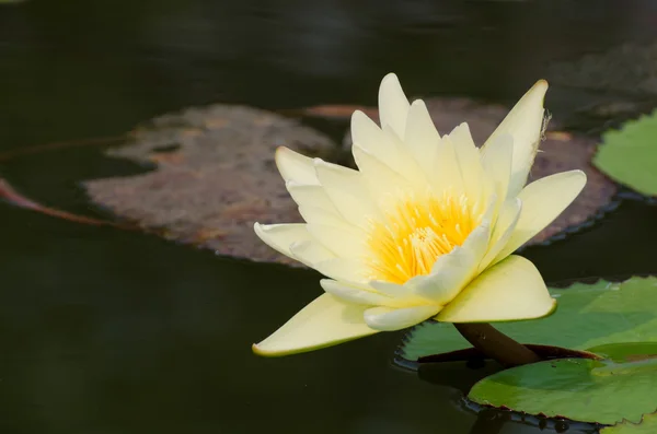 Lotus on the River — Stock Photo, Image