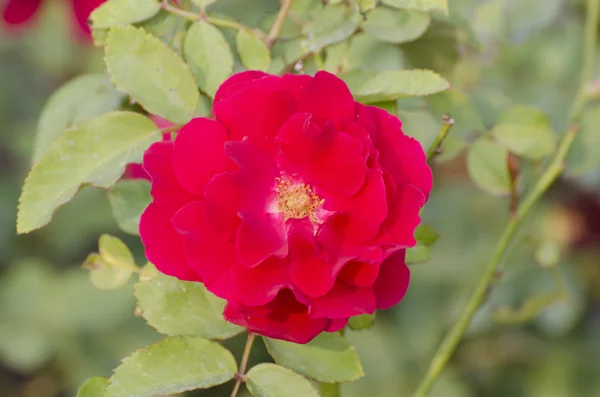 Одна красива червона троянда — стокове фото