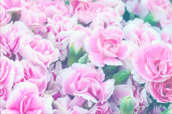 Belle fleur rose vintage comme fond — Photo