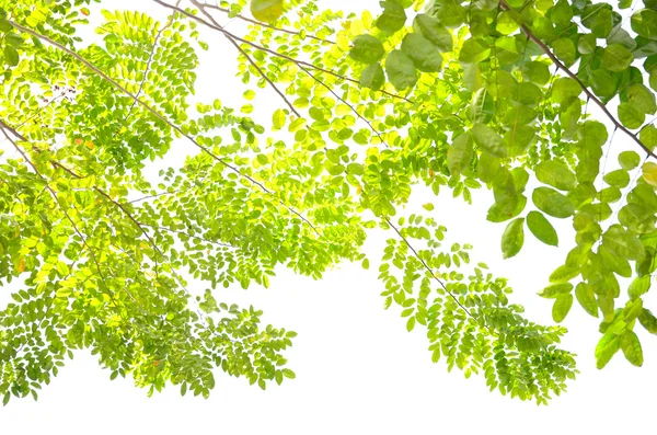 Schöne grüne Blätter auf weißem Hintergrund — Stockfoto