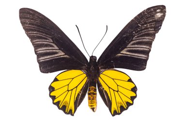 Kelebek tür altın Birdwing(M), üzerinde izole Troides aeacus