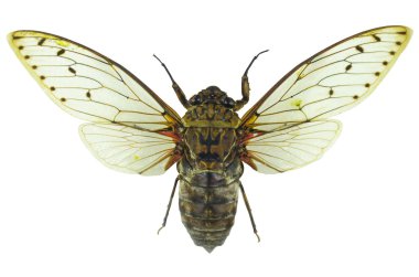 Ağustos Böceği beyaz arkaplanda izole edildi