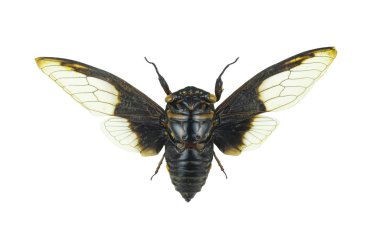 Cpytotymtan aquila, beyaz arka plan üzerinde izole ağustosböceği