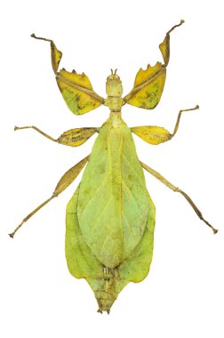 Phyllium sicipholium, yaprak böcek, beyaz arka plan üzerinde izole