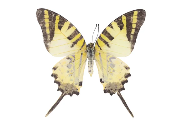 Bela borboleta isolada no fundo branco — Fotografia de Stock