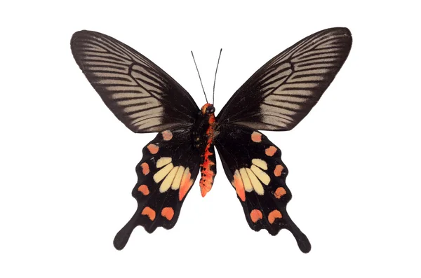 Bela borboleta isolada no fundo branco — Fotografia de Stock