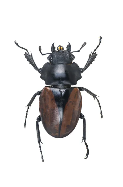 Stag skalbaggar, Odontolabis elegans f isolerad på vita bak — Stockfoto
