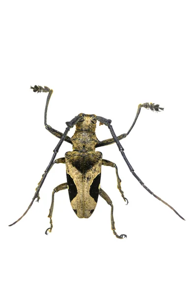 Cerambycidae, paraleprodera crucifera 흰색 backgro에 고립 — 스톡 사진