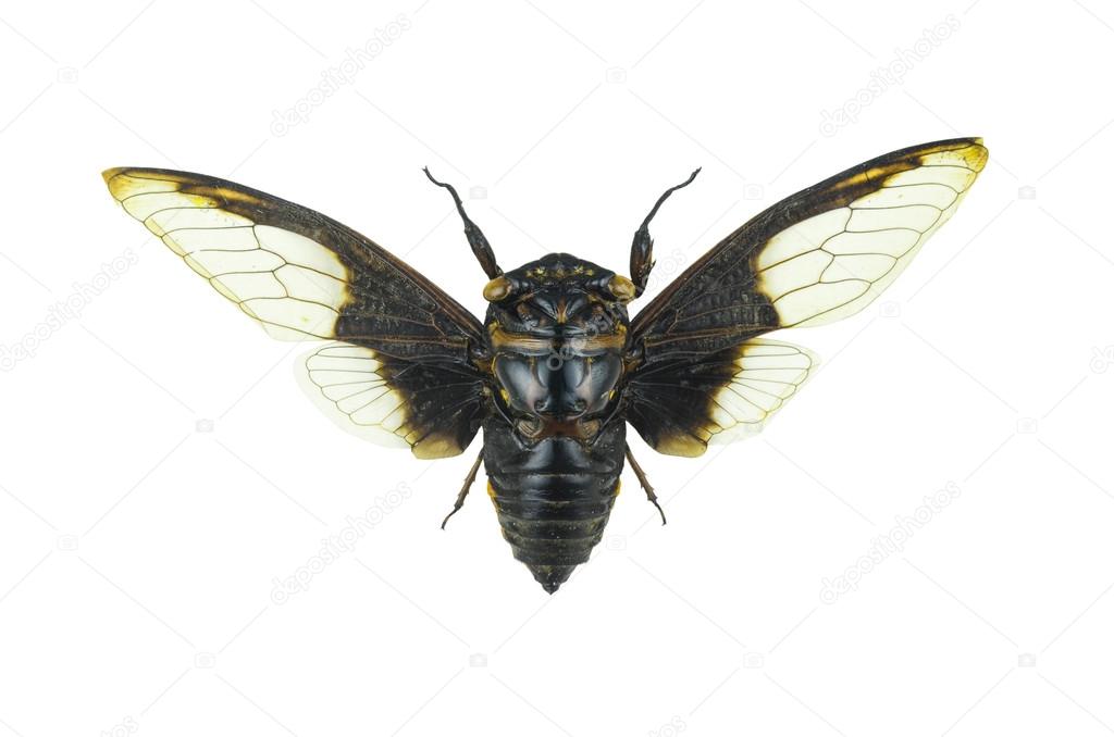 Cpytotymtan aquila, cicada isolated on white background