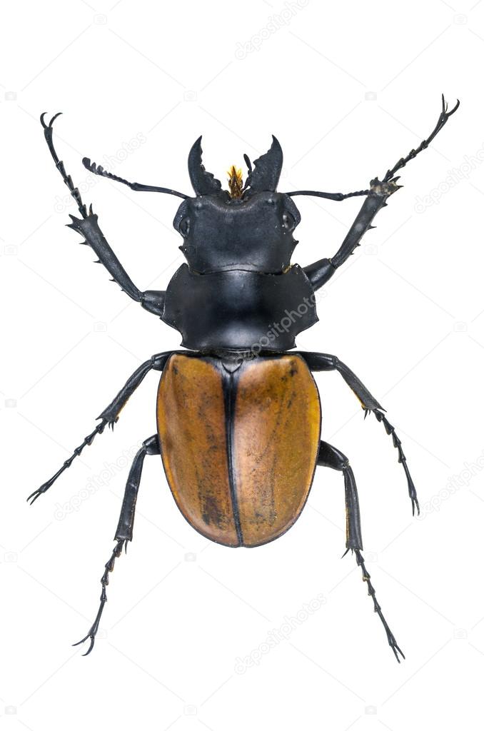 Stag Beetles , Odontolabis elegans isolated on white background