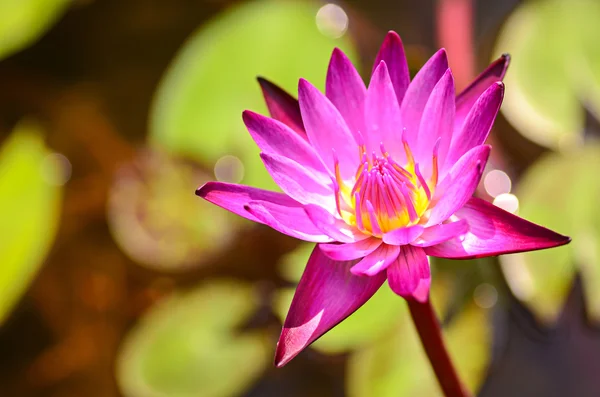 Purple Lotus Flower — Stock Photo, Image