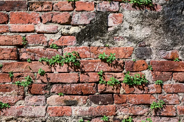 Pozadí staré cihlové stěny textury — Stock fotografie