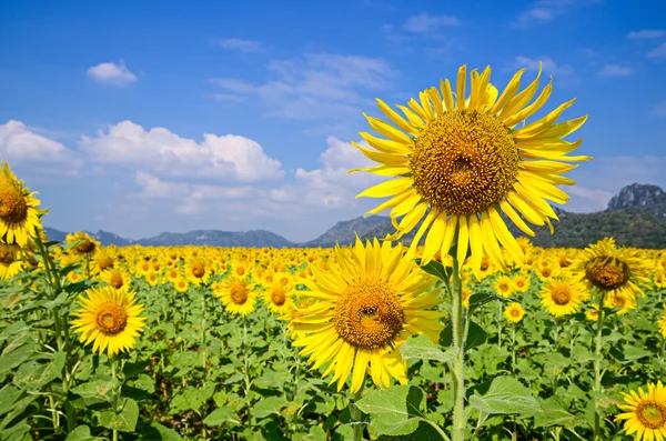 Ayçiçeği alan — Stok fotoğraf