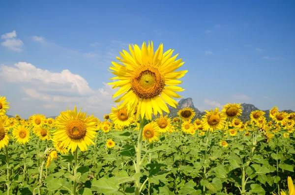 Ayçiçeği alan — Stok fotoğraf